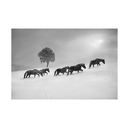 Todor Tanev 'Winter Horse' Canvas Art, 12x19